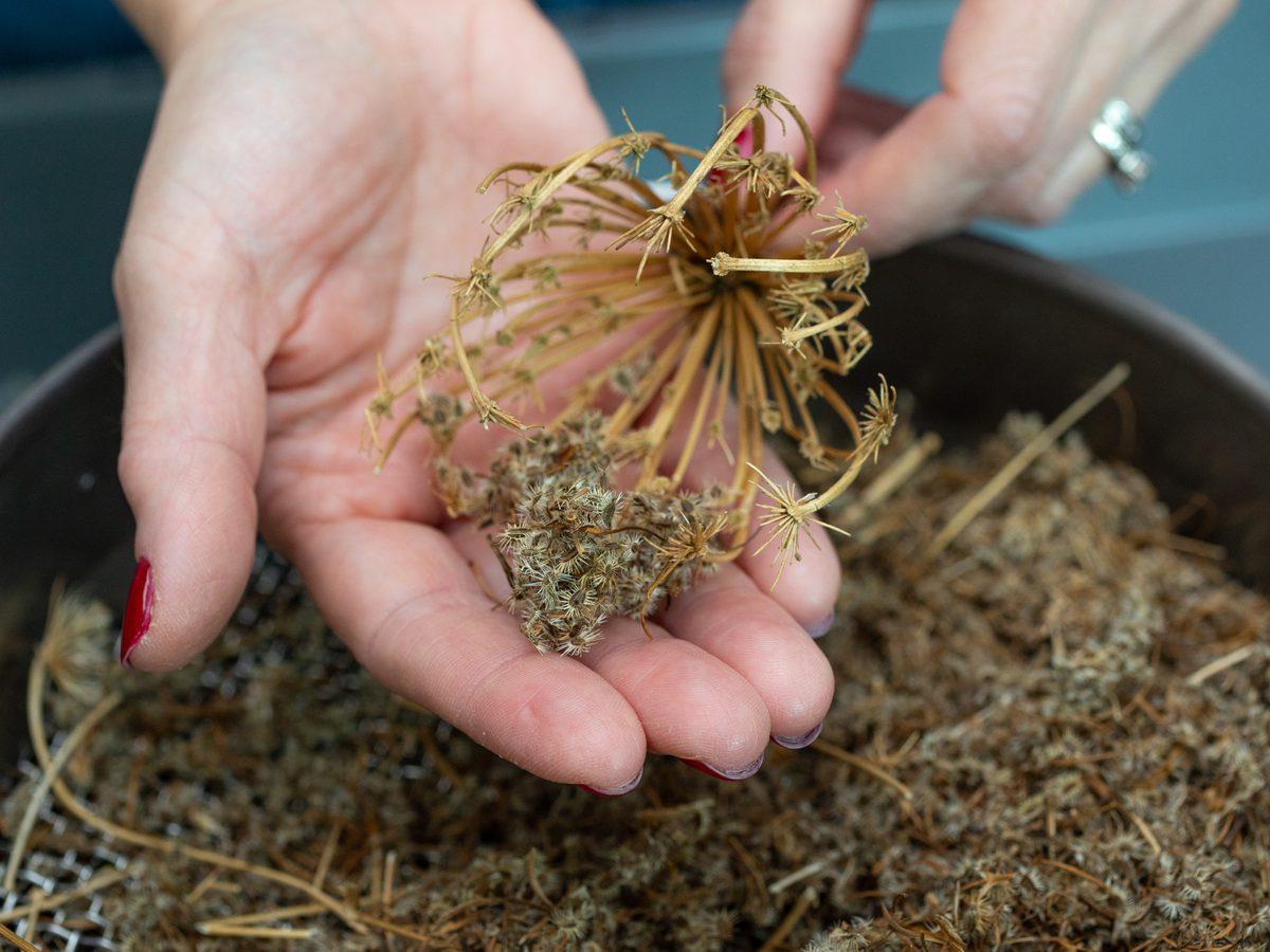 Person removing seeds from carrot seed head. 